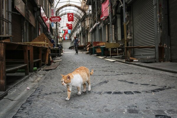 Mèo tại đường phồ Istanbul